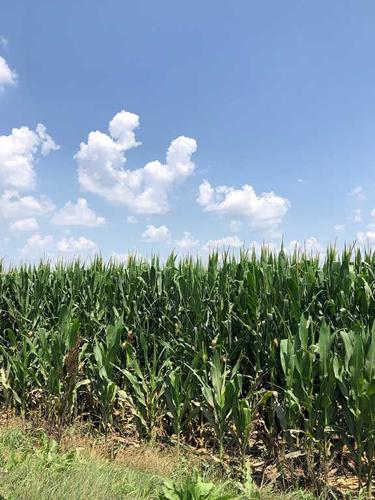corn field July