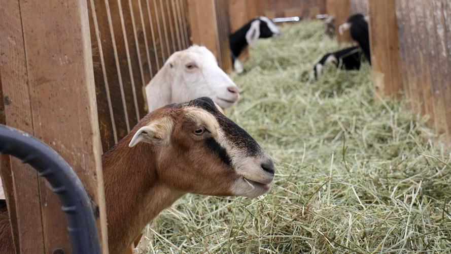 dairy goats