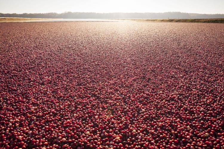 20140926_Cranberry_029.JPG
