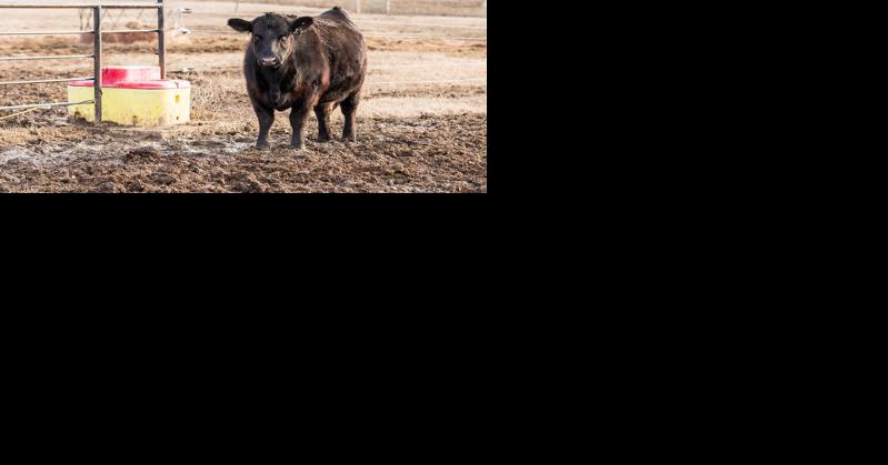 Time for a trim? K-State veterinarians discuss factors influencing the pace of hoof growth - Vimarsana News