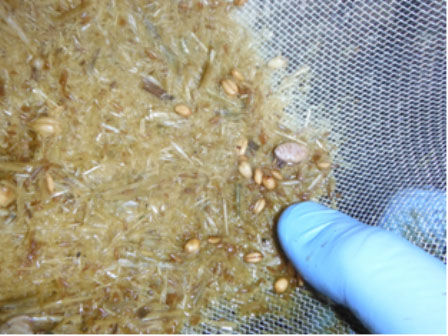 Wash manure in kitchen strainer