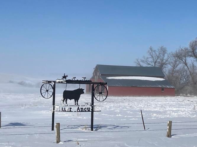 Miller Angus 10.JPG