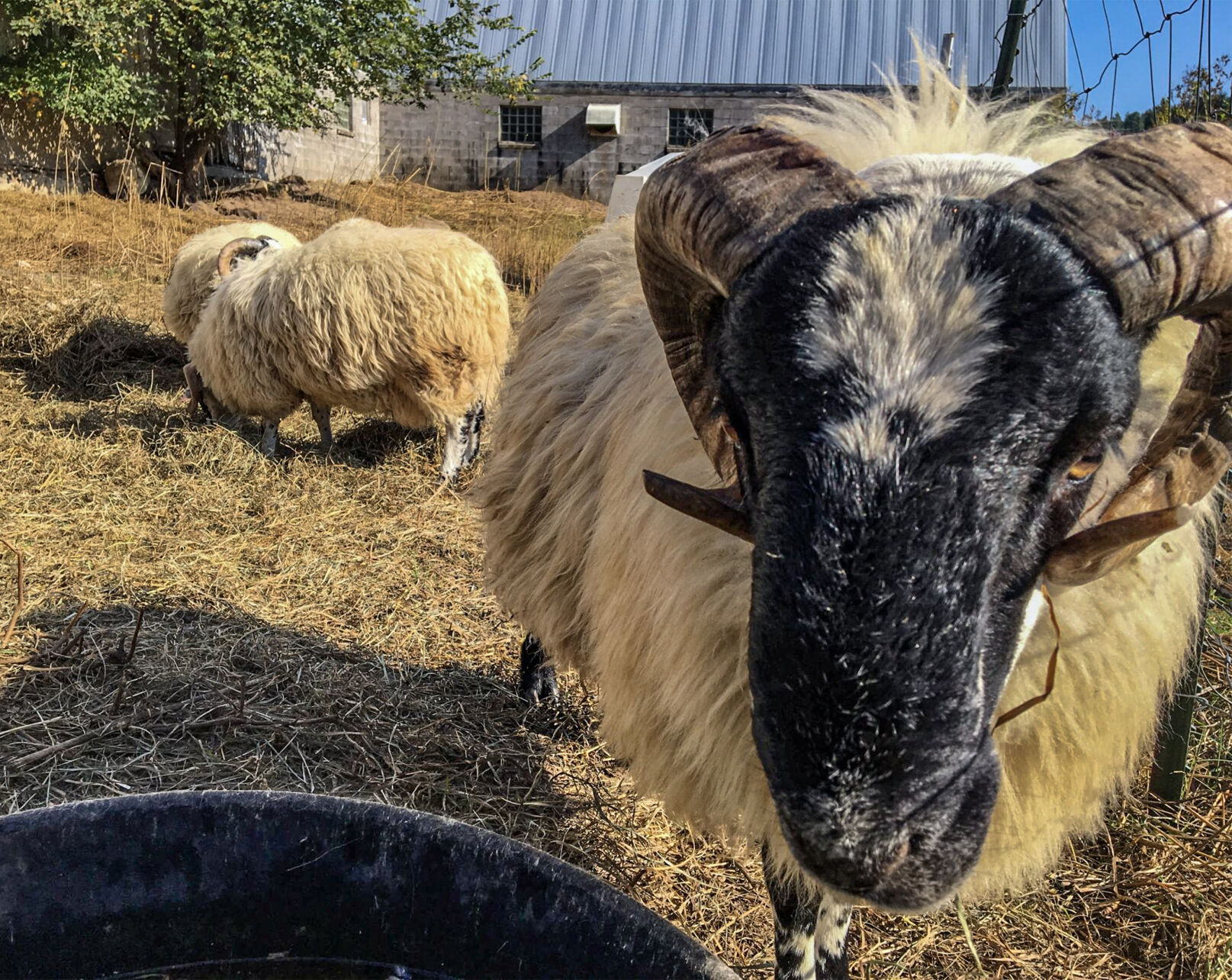 Ram sheep
