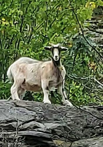 Betsy the goat