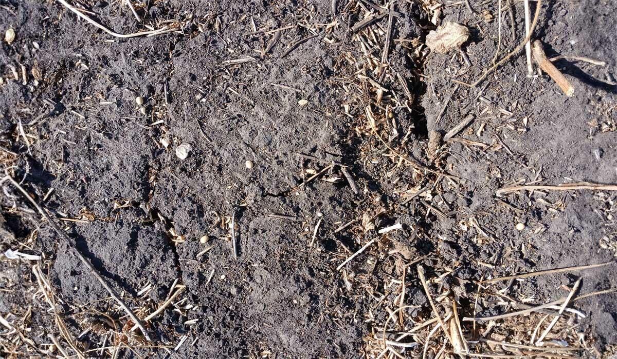Dry soil