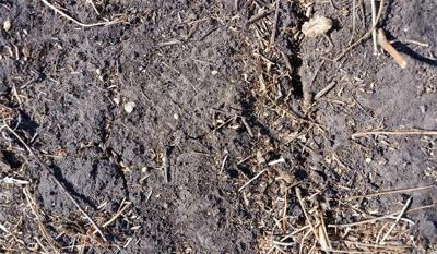 Dry soil