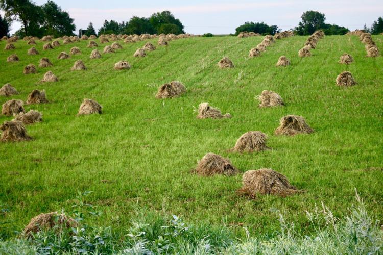 Oat shocks fill field