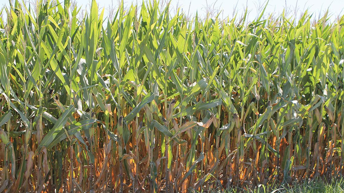Corn grows in the Missouri River bottom August 2021
