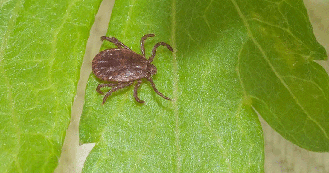 Emerging tick-borne disease brought on by Asian longhorn ticks