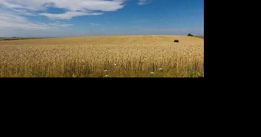 Global events affect wheat market - Vimarsana News