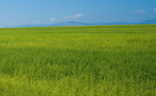 Camelina