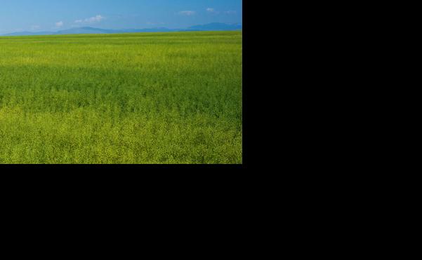 Camelina