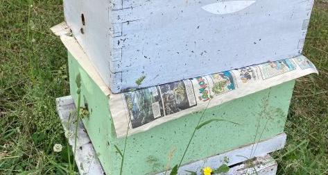 Laying worker colony