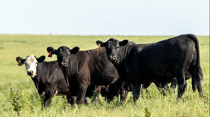 Cattle