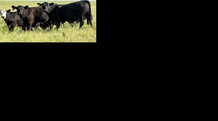 Cattle