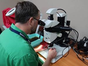 Alex Arp microscope