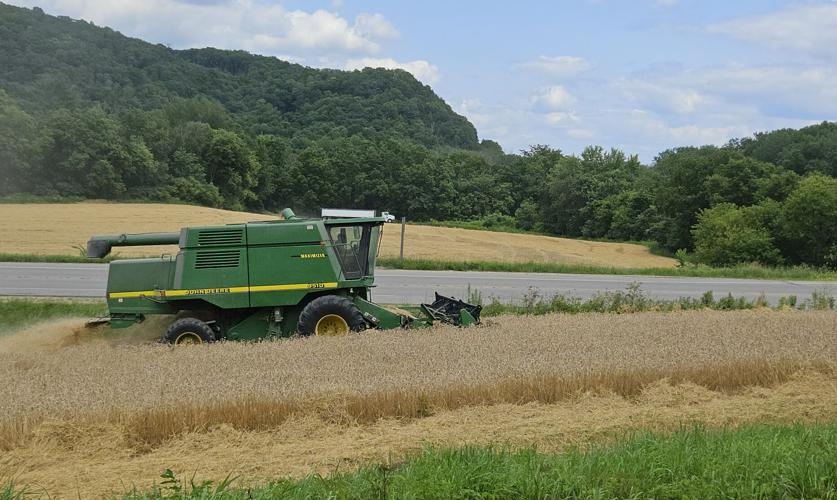 Rye field with combine