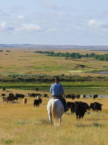 Checking cattle