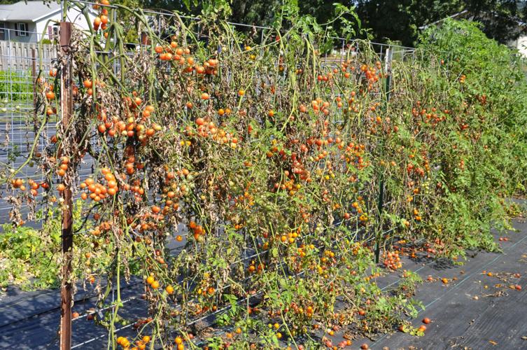Tomatoes