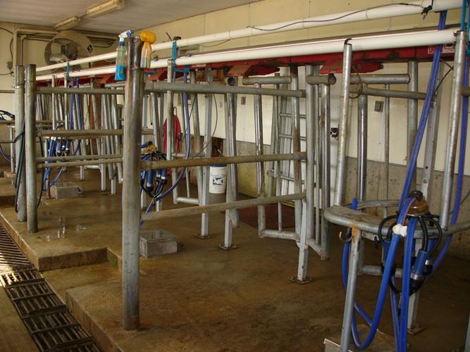 Designated parlor for special-needs cows