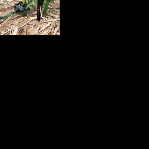 Corn stalk sensor connects farmers to “pulse” of the field