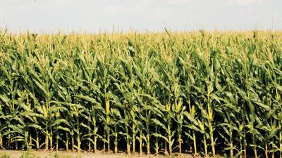 Late summer corn field