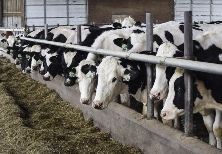 Cows feeding in freestall barn