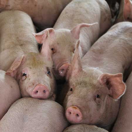 Pigs