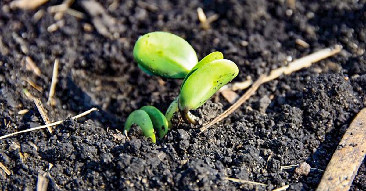 Seeds sprouting