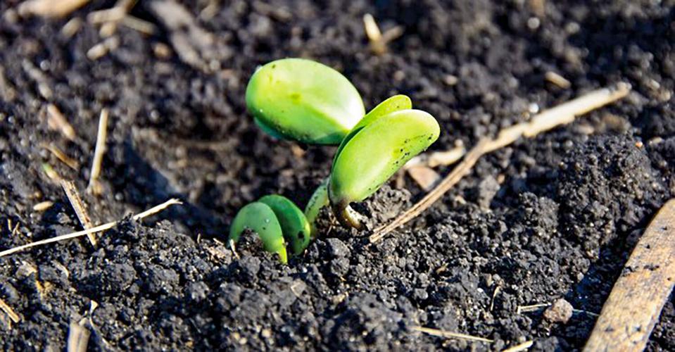 Seeds sprouting