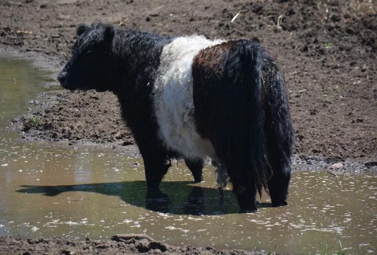 Belted Galloway 2
