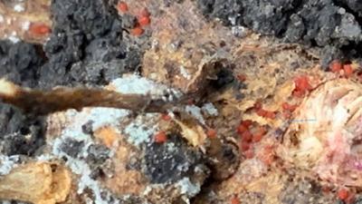 soybean affected by red crown rot