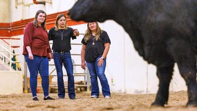 cattle growth research