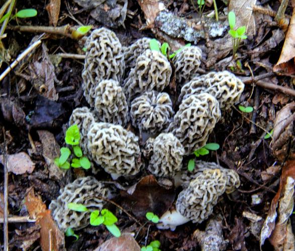 Morel mushrooms