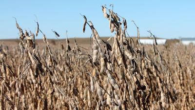 Soybean harvest