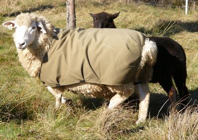 sheep on pasture