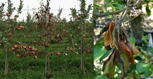 Experimental enzyme shows promise against fire blight disease
