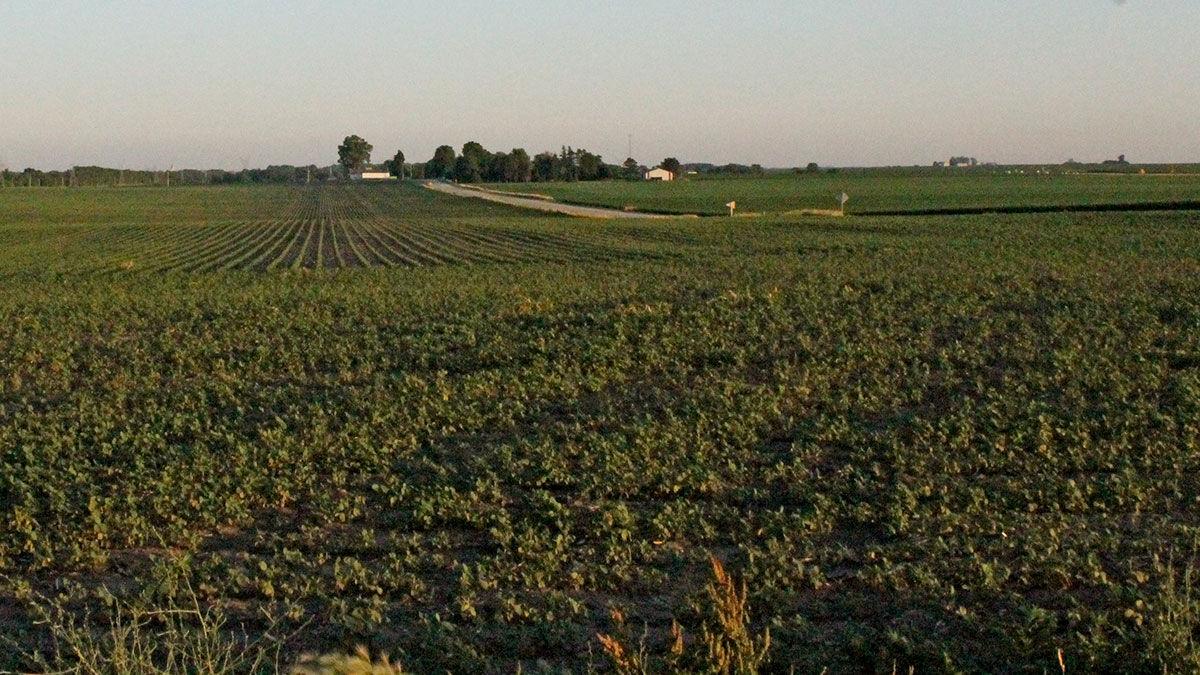 Soybeans