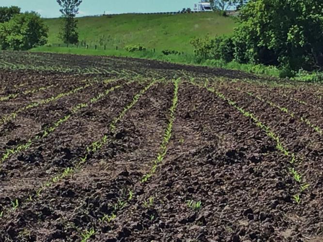 From the Fields: June 20 Kimberly Weyland