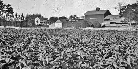 Tobacco field