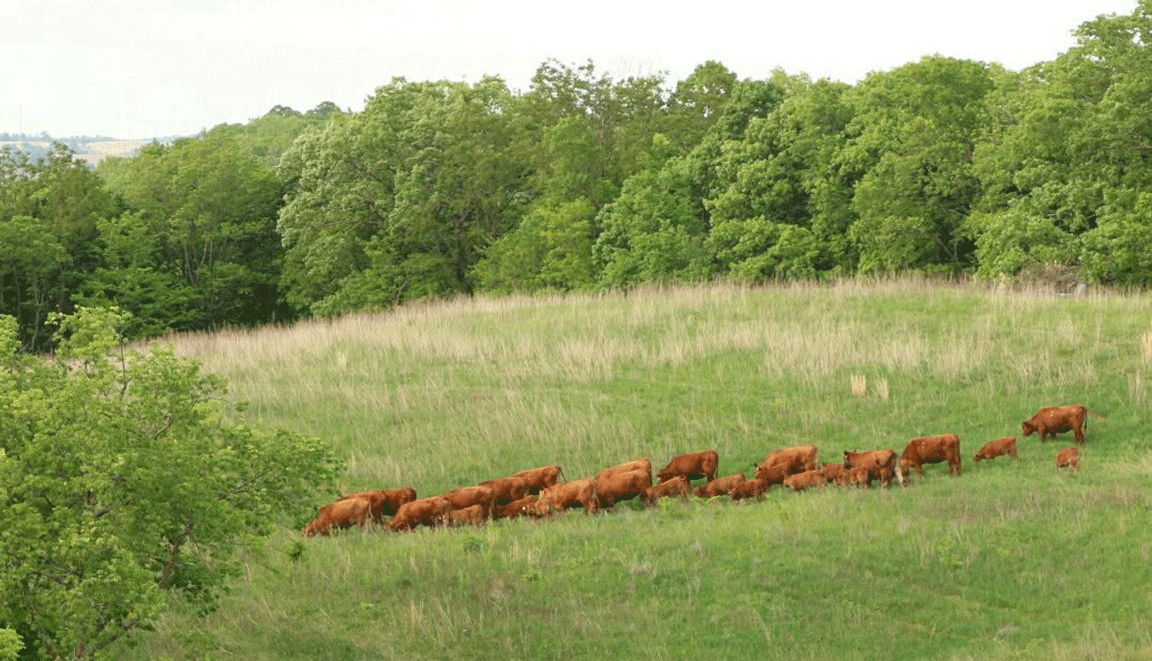 cattle in a field