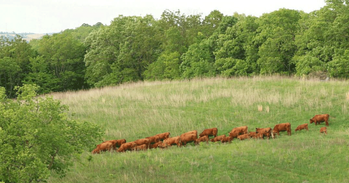 cattle in a field