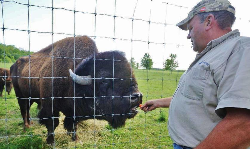 Tom Pierson with bison