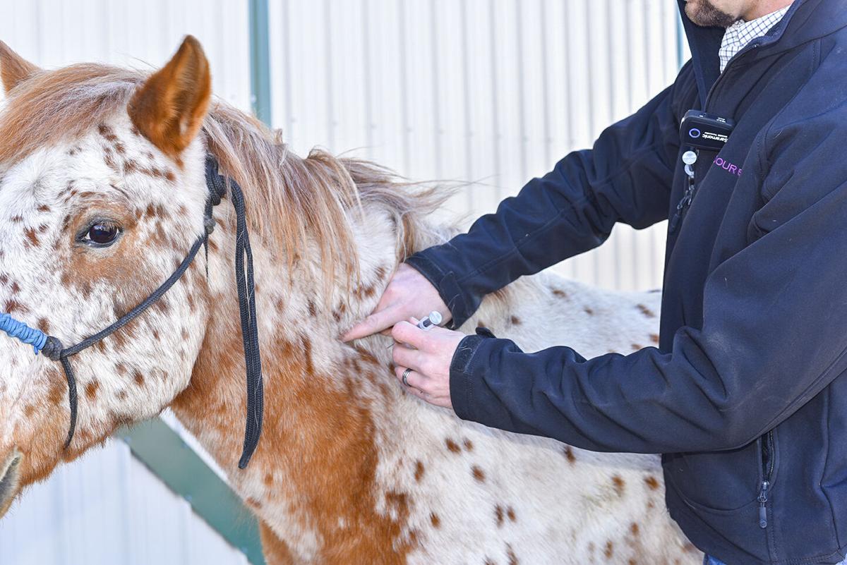 Dr. Tony Hawkins vaccinates Freckled Freddy