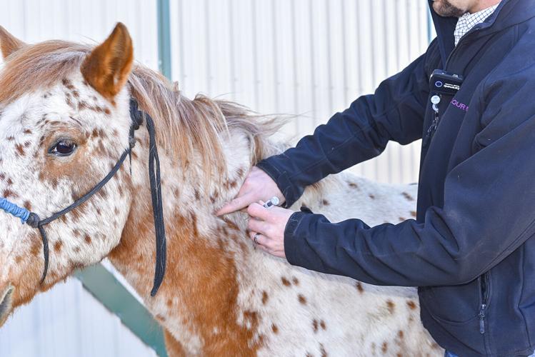 Dr. Tony Hawkins vaccinates Freckled Freddy