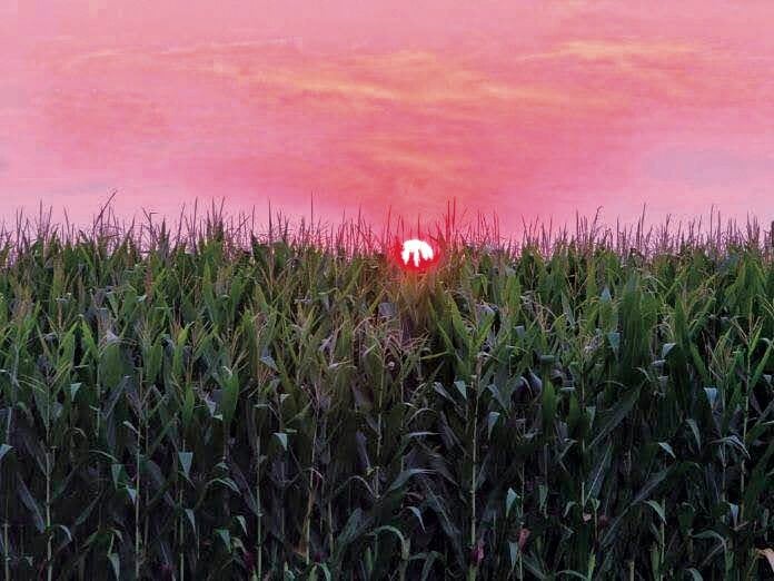 Sunset corn field