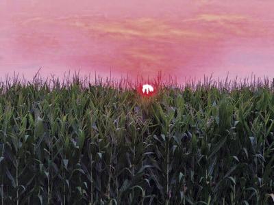 Sunset corn field