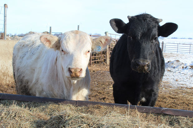 White and black cattle