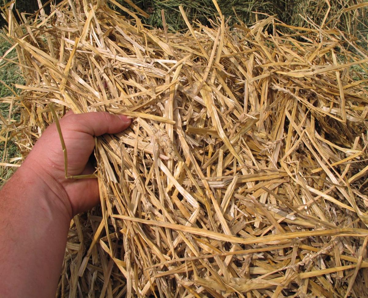 Wheat straw can help keep cows full