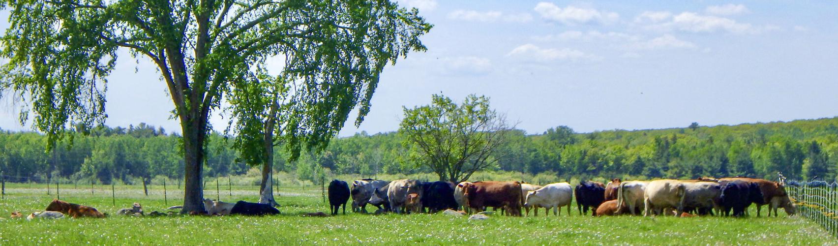 Cows